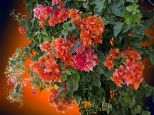 Картинка цветы бугенвиллея