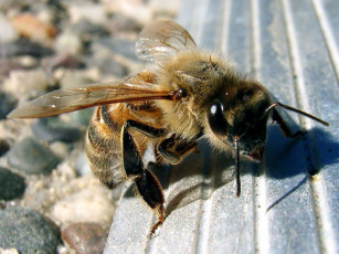 обоя животные, пчелы, осы, шмели