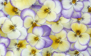 Картинка цветы анютины глазки садовые фиалки