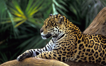 Картинка животные Ягуары