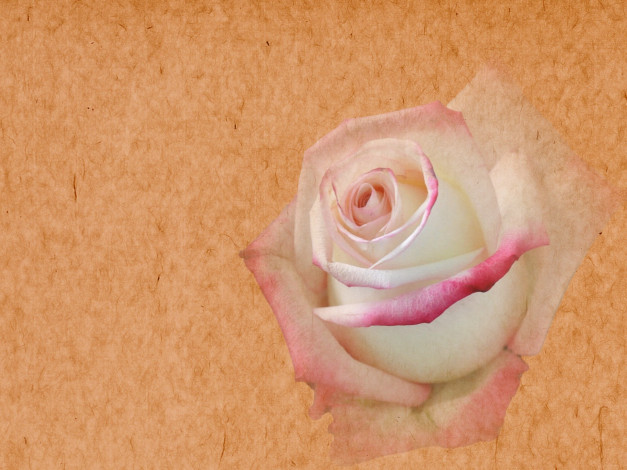 Обои картинки фото цветы, розы, роза, цветок, бела, края