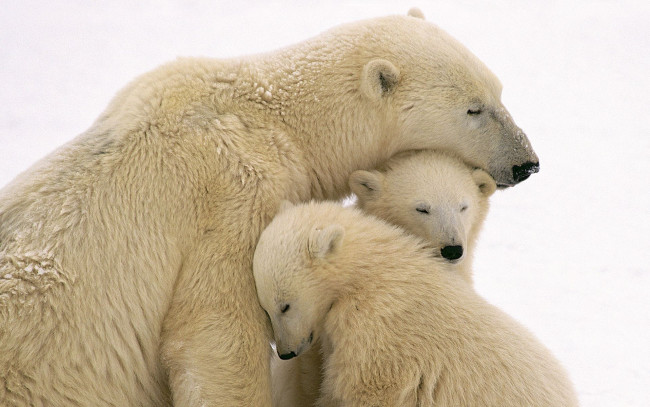 Обои картинки фото животные, медведи, медвежата, материнская, любовь, малыши, белые