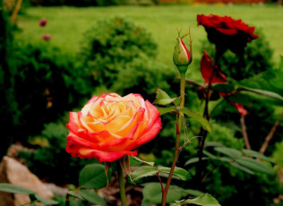 Картинка цветы розы куст бутон роза