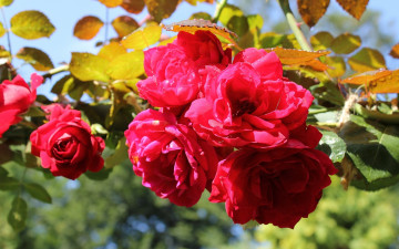 Картинка цветы розы розовый капли