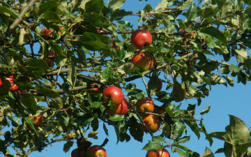 Картинка природа плоды красные яблоки