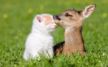 обоя животные, разные, вместе, дружба, трава, друзья, котёнок, оленёнок