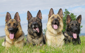 Картинка животные собаки немецкие овчарки