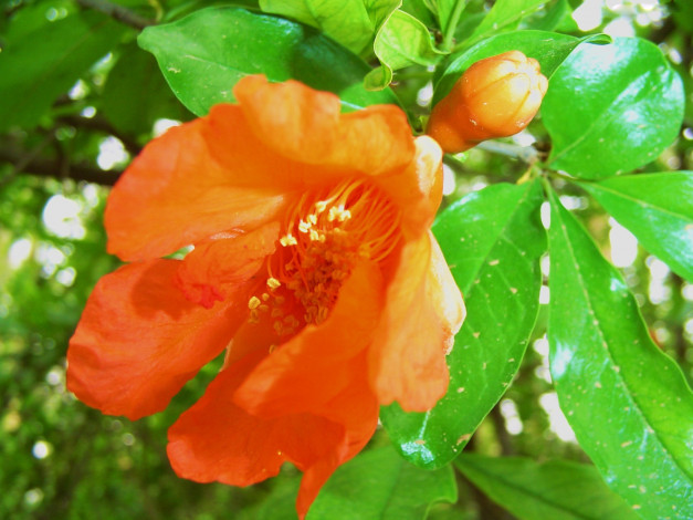Обои картинки фото цветок, мандарина, цветы, цветущие, деревья, кустарники, оранжевый
