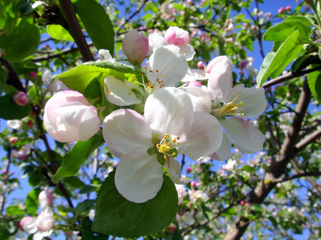 Обои картинки фото цветы, цветущие, деревья, кустарники, яблоня, цветение, бутоны, ветки, весна, лепестки