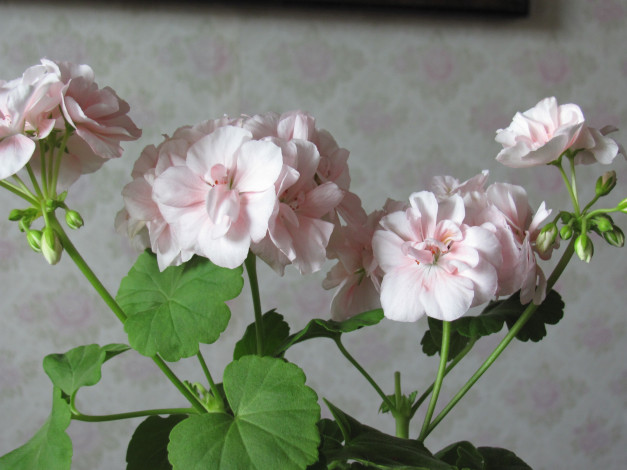 Обои картинки фото цветы, герань, розовый