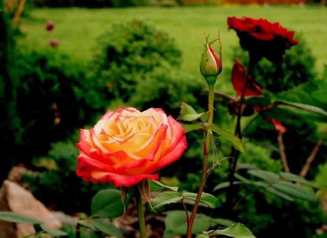 Обои картинки фото цветы, розы, куст, бутон, роза