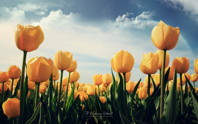 Обои картинки фото цветы, тюльпаны, облака