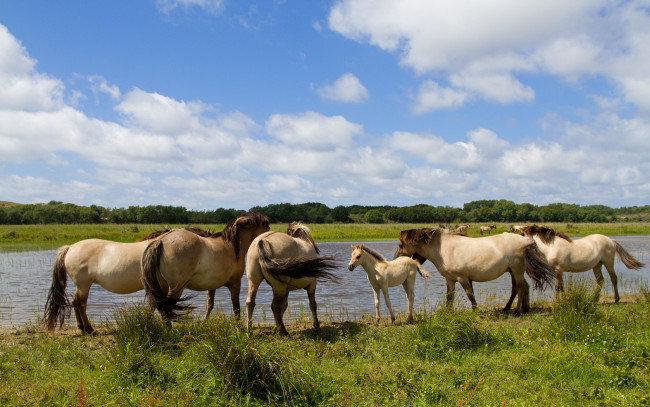 Обои картинки фото животные, лошади, лошадьи, река