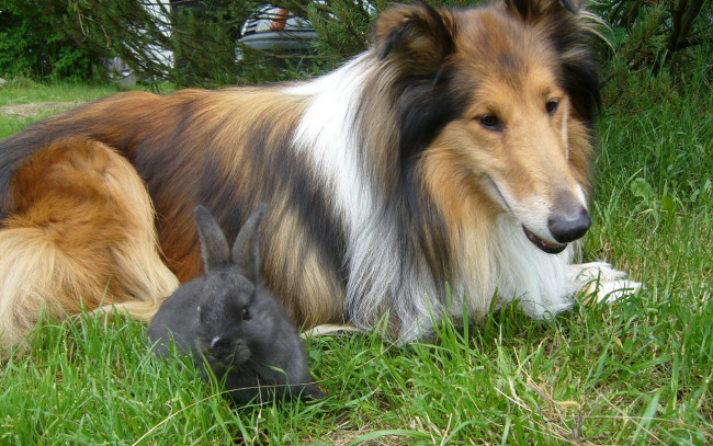 Обои картинки фото животные, разные, вместе, колли, кролик