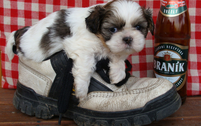 Обои картинки фото животные, собаки, щенок, ботинок, бутылка, пива
