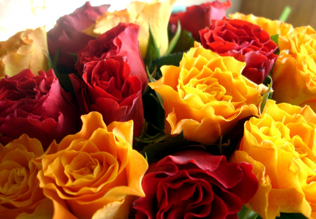 Обои картинки фото цветы, розы, желтый, красный, листья