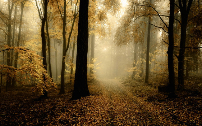 Обои картинки фото природа, лес, дорога, туман