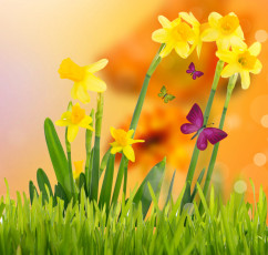 Картинка разное компьютерный+дизайн нарциссы цветы весна бант трава