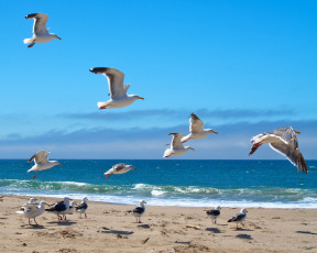 Картинка животные Чайки +бакланы +крачки небо чайки берег волны море облака