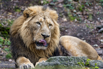 Картинка животные львы грива