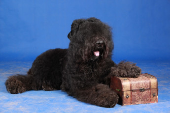 Картинка животные собаки русский черный терьер кремлевский имидж собака гордость россии черная жемчужина медведь черныш