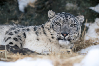 Картинка животные снежный+барс+ ирбис кошка морда отдых