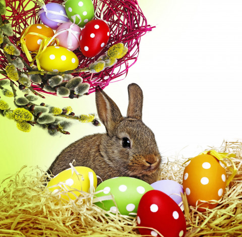 Обои картинки фото праздничные, - пасха, easter, bunny, rabbit, spring, decoration, willow, twig, flowers, eggs, colorful, пасха, кролик, весна, верба, цветы, пасхальный, крашеные, яйца, корзина, ветки