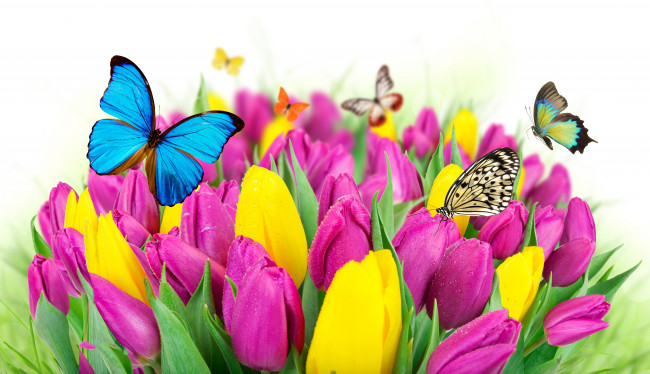 Обои картинки фото разное, компьютерный дизайн, flowers, colorful, spring, butterflies, tulips, purple, yellow, fresh, beautiful, цветы, тюльпаны, бабочки, весна