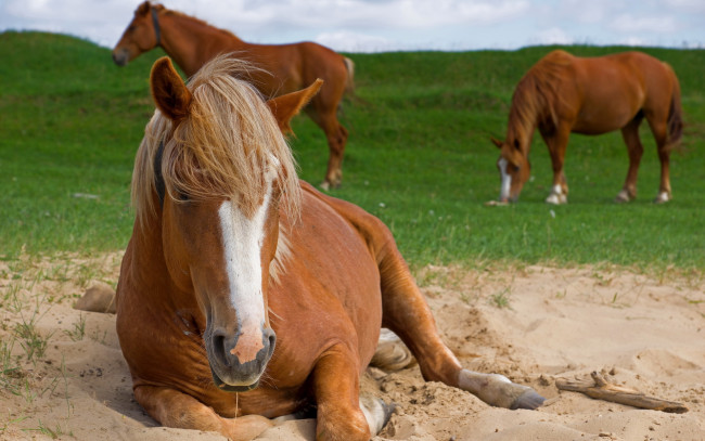 Обои картинки фото животные, лошади, кони, природа, лето, поле, пастбище