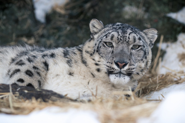 Обои картинки фото животные, снежный барс , ирбис, кошка, морда, отдых