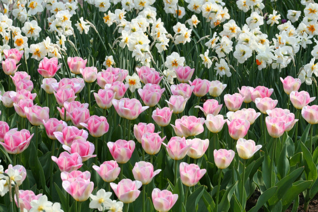 Обои картинки фото цветы, разные вместе, розовые, тюльпаны, нарциссы, зелень, весна, поле
