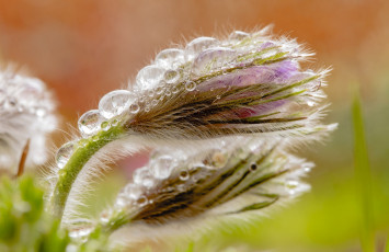 Картинка цветы анемоны +сон-трава сон-трава бутон весна капли анемон макро