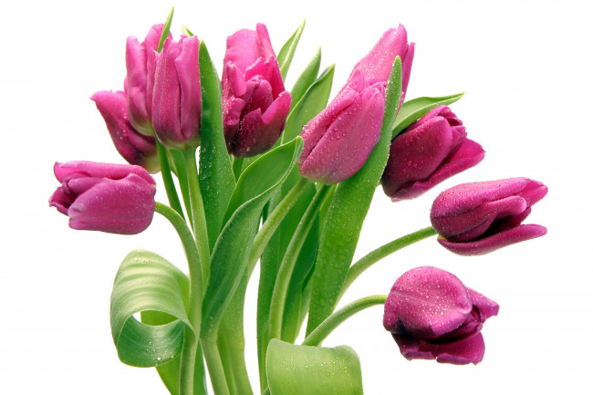 Обои картинки фото цветы, тюльпаны, капли