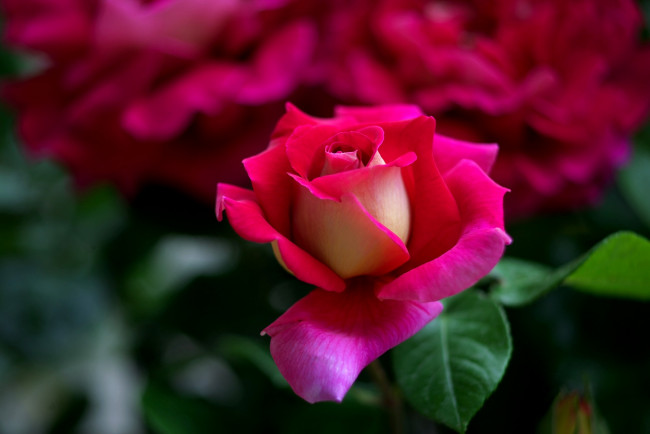 Обои картинки фото цветы, розы, красавица