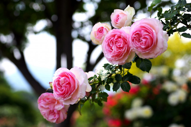 Обои картинки фото цветы, розы, ветка