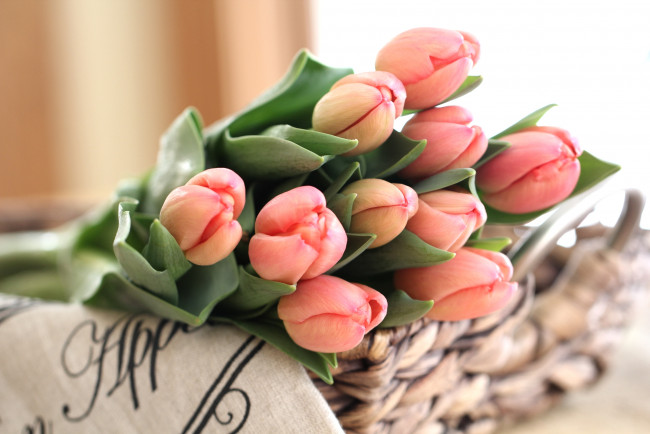 Обои картинки фото цветы, тюльпаны, букет, нежность, бутоны
