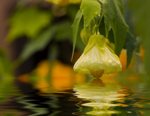 Картинка цветы бутон макро вода фотошоп