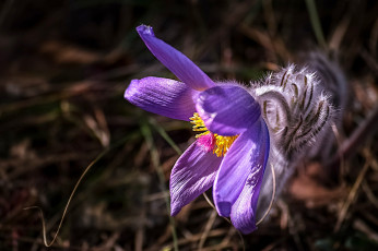Картинка цветы анемоны +сон-трава весна лепестки макро прострел
