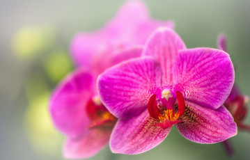 Картинка цветы орхидеи орхидея экзотика макро боке