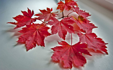 Картинка природа листья ветка осень клен