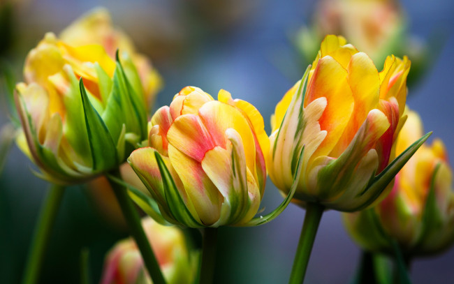 Обои картинки фото цветы, тюльпаны, макро, бутоны