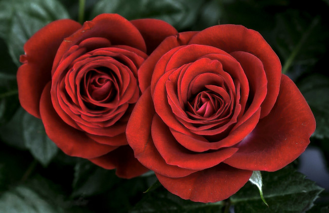 Обои картинки фото цветы, розы, две, дуэт, бутоны