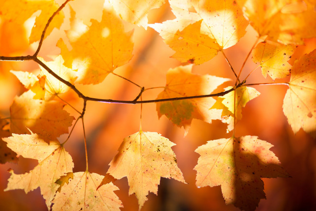 Обои картинки фото природа, листья, клен, осень, ветка