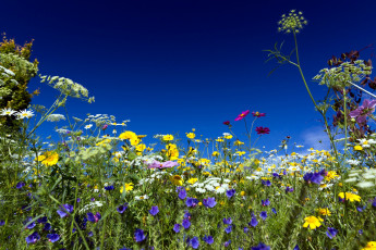 Картинка цветы луговые+ полевые +цветы космея колокольчики