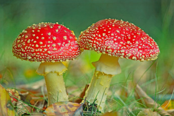 Картинка природа грибы +мухомор грибок
