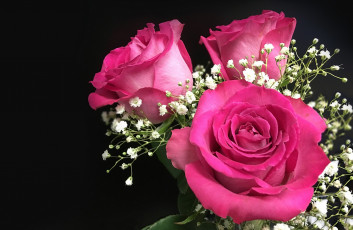 Картинка цветы розы гипсофила букет бутоны