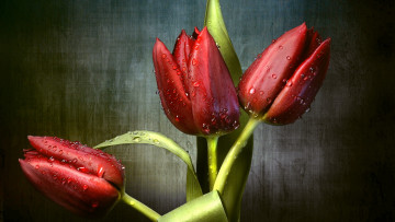 Картинка цветы тюльпаны красный трио бутоны капли