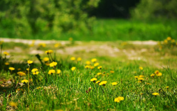 Картинка природа луга лужайка одуванчики трава