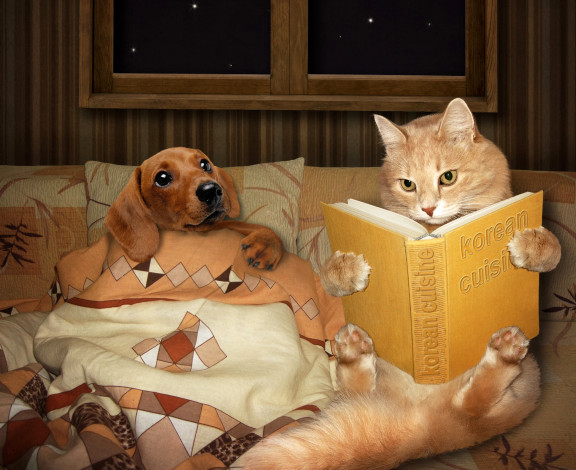 Обои картинки фото юмор и приколы, creative, книга, dogs, ночь, кот, одеяло, собака, cats