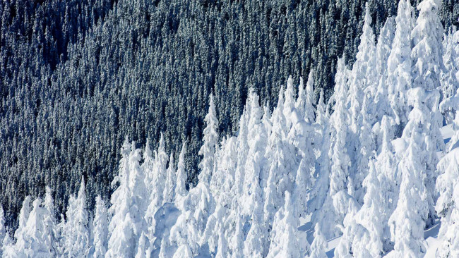 Обои картинки фото природа, лес, деревья, зима, снег